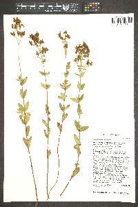 Hypericum formosum image