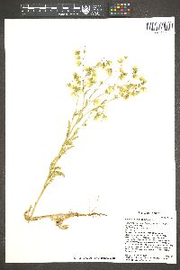 Emmenanthe penduliflora image