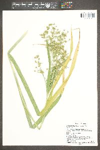 Scirpus microcarpus image