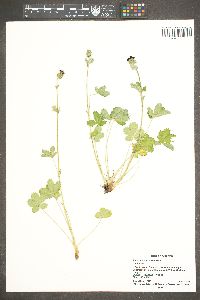 Potentilla thurberi image