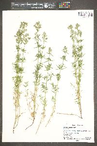 Galium fendleri image