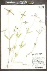 Crusea wrightii var. wrightii image