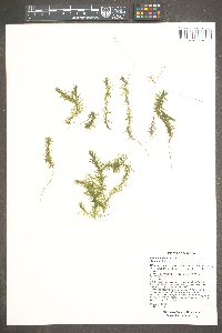 Elodea bifoliata image