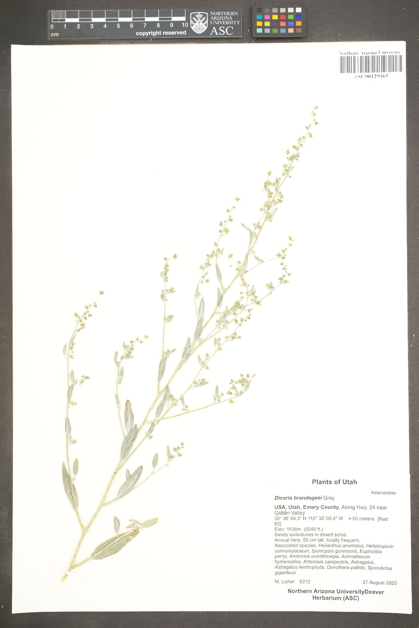Dicoria canescens subsp. brandegeei image