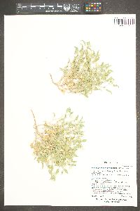 Heliotropium convolvulaceum image