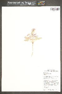 Oenothera deltoides image