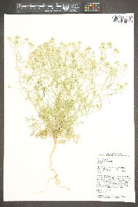 Lepidium fremontii image