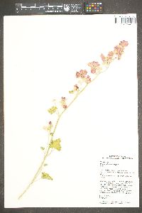 Sphaeralcea ambigua image