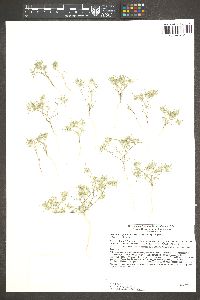 Eriastrum diffusum subsp. diffusum image