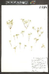 Eriastrum diffusum image