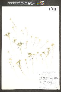 Eriastrum diffusum image