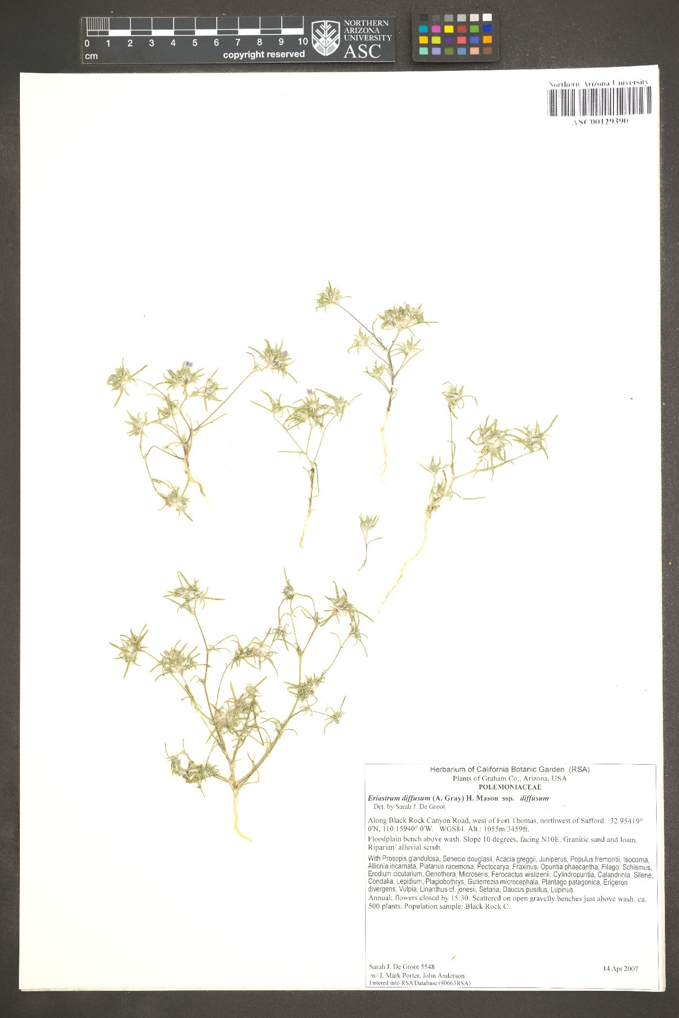 Eriastrum diffusum subsp. diffusum image