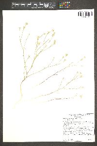 Eriastrum sparsiflorum image