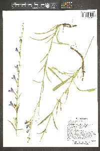 Penstemon virgatus image