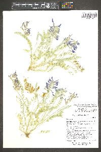 Astragalus lentiginosus var. diphysus image