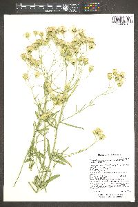 Brickellia eupatorioides var. corymbulosa image