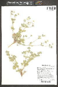 Eriogonum abertianum image