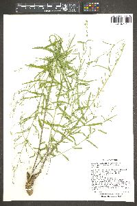 Brickellia eupatorioides image