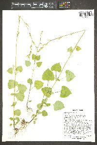 Carminatia tenuiflora image