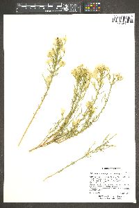 Ericameria brachylepis image