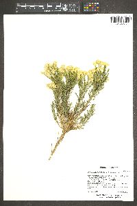 Ericameria laricifolia image