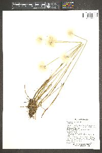 Eriophorum scheuchzeri image