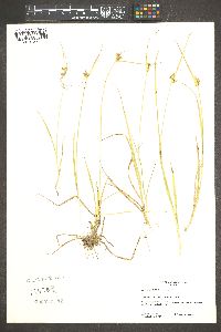 Carex viridula image