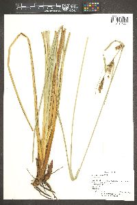 Carex verrucosa image