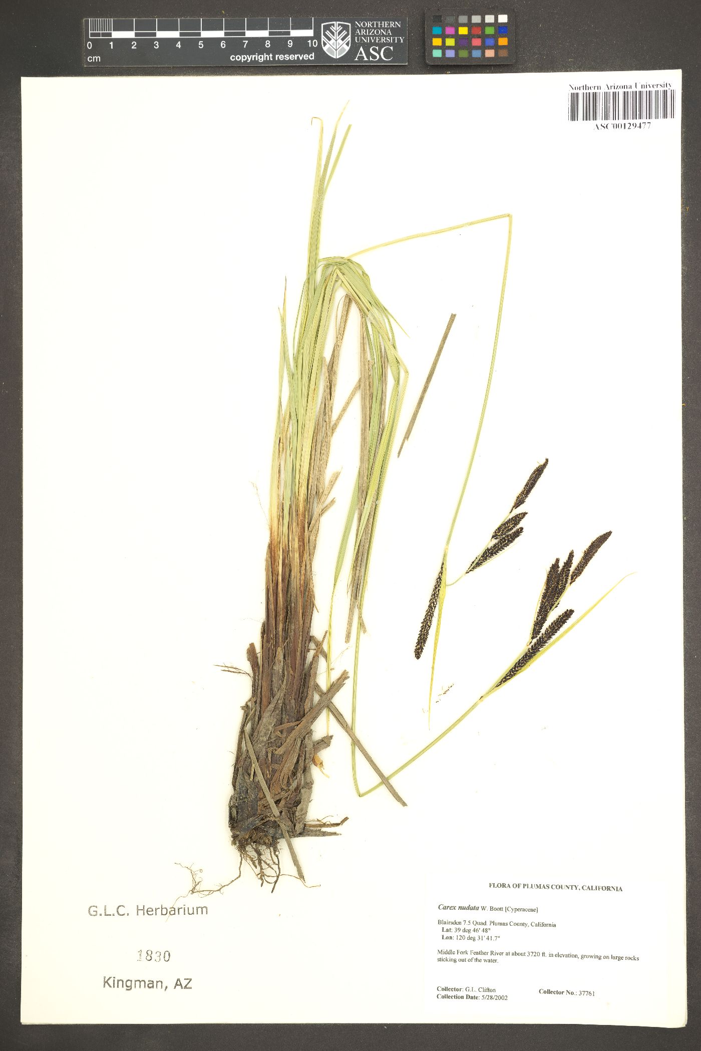 Carex nudata image