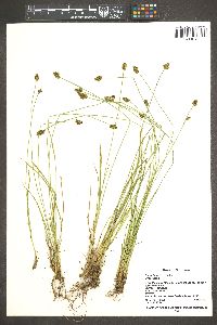 Carex illota image