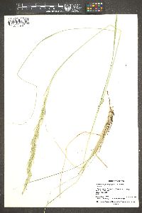 Muhlenbergia longiligula image