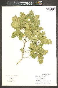 Quercus palmeri image