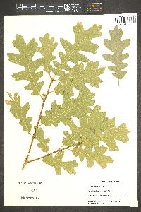 Quercus gambelii image