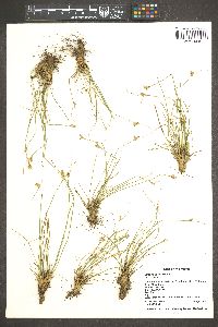 Juncus parryi image