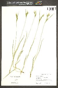 Carex whitneyi image