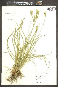 Carex whitneyi image