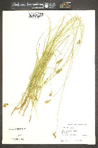 Carex subfusca image