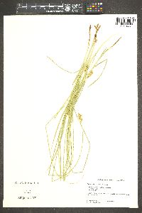 Carex subfusca image