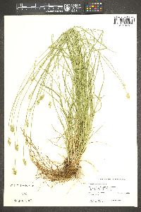 Carex subfusca image