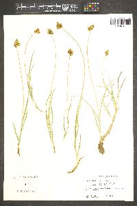 Carex straminiformis image