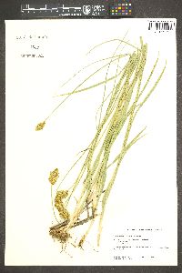 Carex specifica image