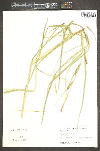 Carex sheldonii image