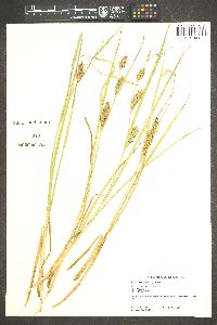 Carex sheldonii image