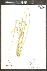 Carex sheldonii image