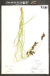 Carex spectabilis image