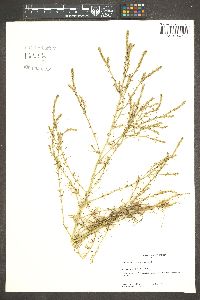 Salsola collina image