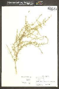 Salsola tragus image