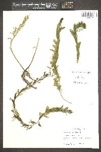 Myriophyllum spicatum image