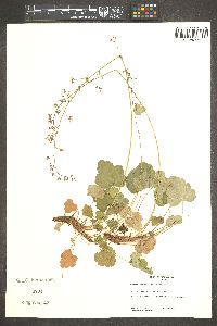 Heuchera rubescens image