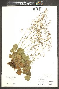 Heuchera rubescens image